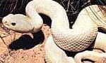 yılan fotoğrafı çıngıraklı ilacı 