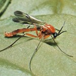 tatarcik resmi ilacı böcek  ilaçlama servisi