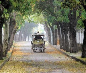 adalar-haşere-ilaçlama