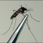 kör sinek sivrisinek garantili ilaçlama servisi kör sinek ilacı