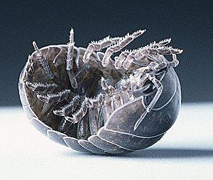 tesbih tespih böceği fotoğrafı ilacı ilaçlaması