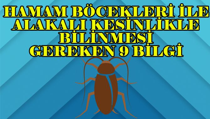 hamam böceği bilgi