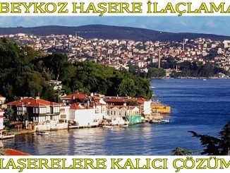 beykoz-ilaçlama, beykoz-böcek-ilaçlama