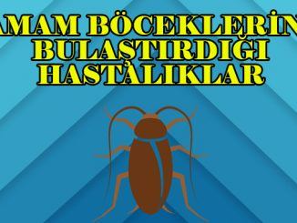 hamam böcekleri hastalık