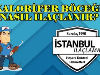 kalorifer-böceği