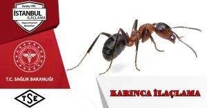 karınca ilaçlama