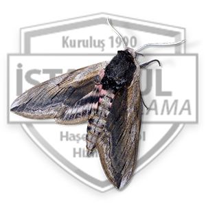 Guve Ilaci Nasil Kullanilir Bocek Ilaclama Guve Ilaclama
