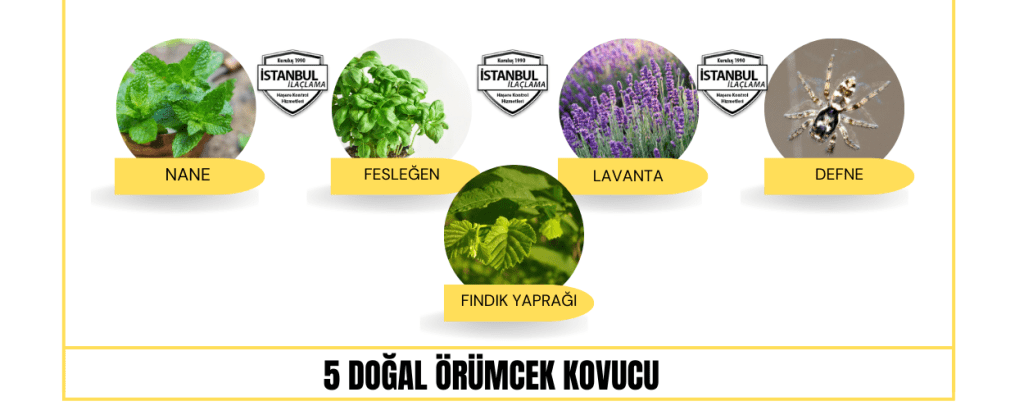 doğal örümcek kovucu