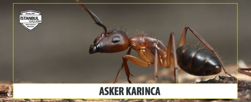Asker Karınca