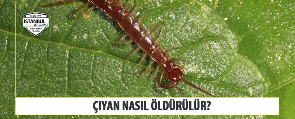 çiyan nasıl öldürülür