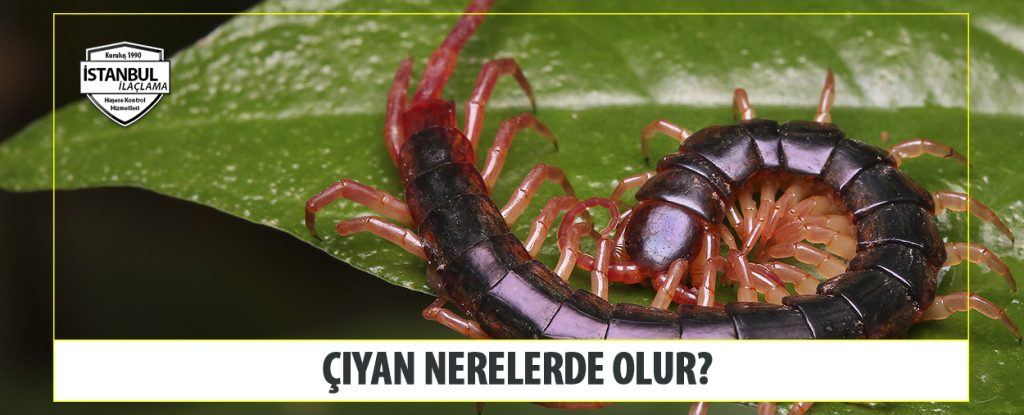 çiyan Nerelerde Olur