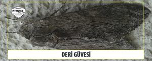 Deri Güvesi