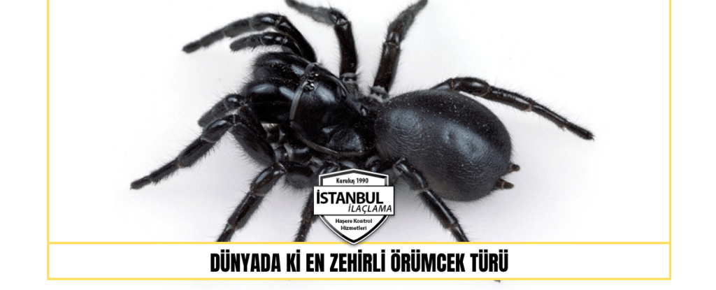 Dünyada ki En Zehirli Örümcek Türü
