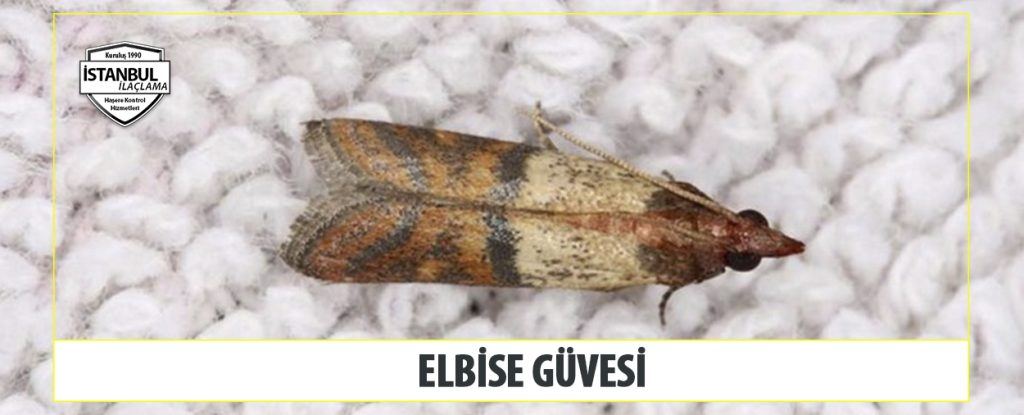 Elbise Güvesi