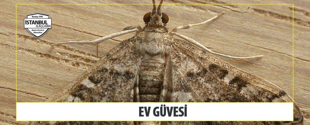 Ev Güvesi