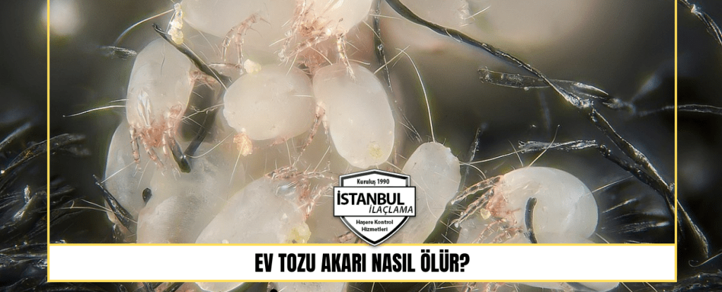 Ev Tozu Akarı Nasıl Ölür