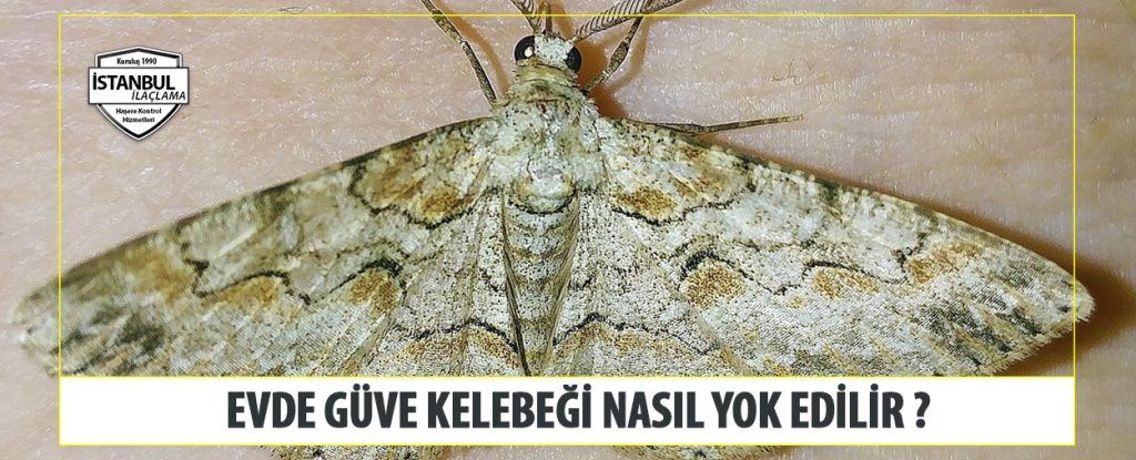 Evde Güve Kelebeği Nasıl Yok Edilir