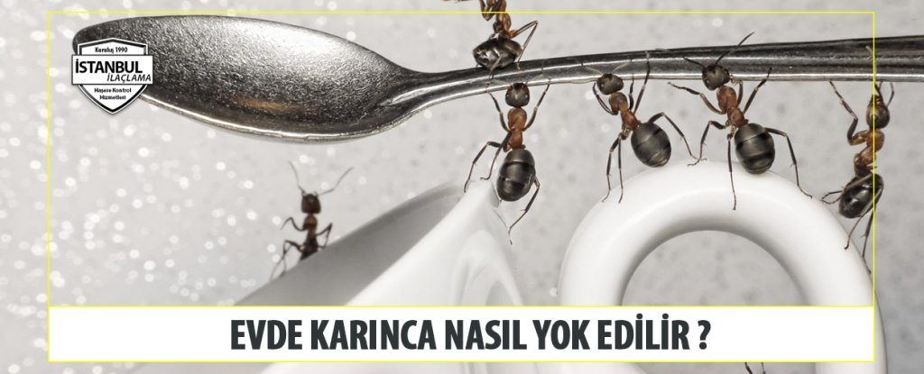 Evde Karınca Nasıl Yok Edilir