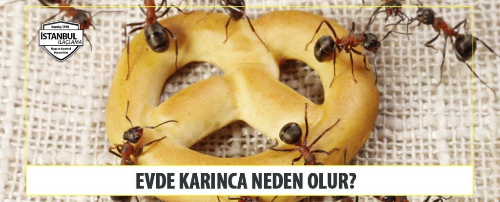 Evde Karınca Neden Olur