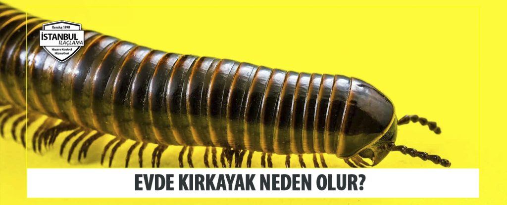 Evde Kırkayak Neden Olur