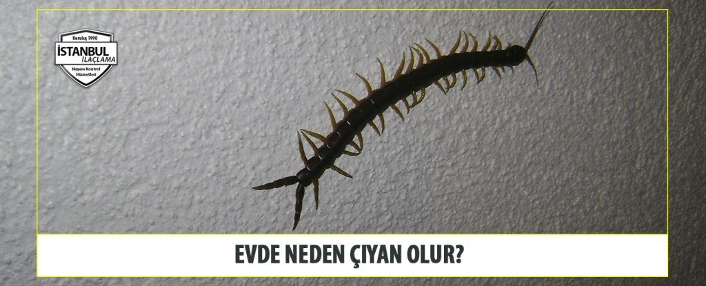 Evde Neden Çiyan Olur