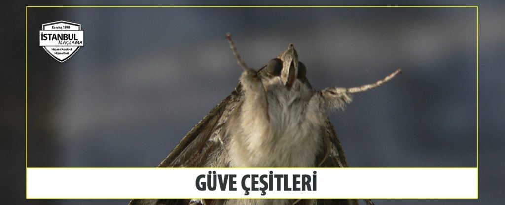 Güve Çeşitleri