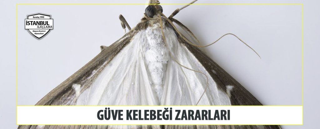 Güve Kelebeği Zararları