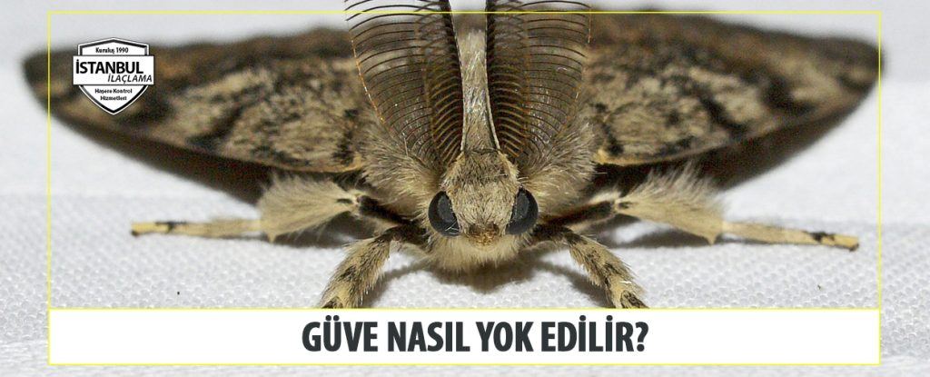 Güve Nasıl Yok Edilir