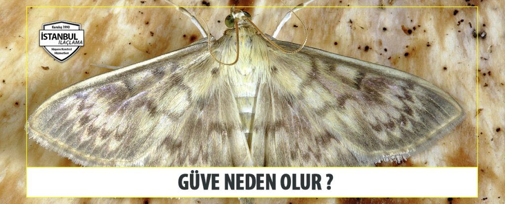 Güve Neden Olur