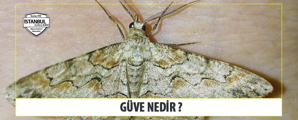 Güve Nedir
