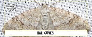 Halı Güvesi