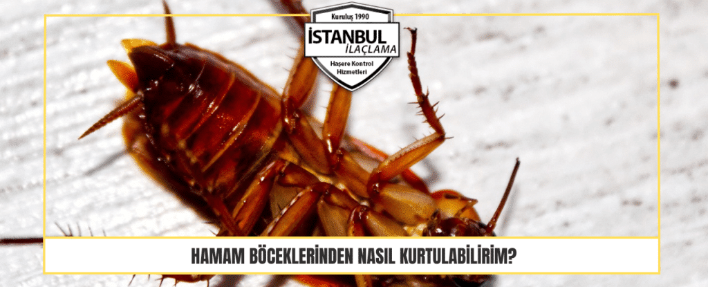 Hamam Böcekleri Nasıl Yok Edilir
