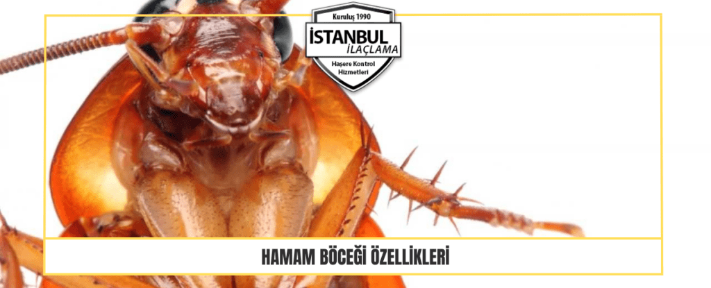 Hamam böceği Özellikleri