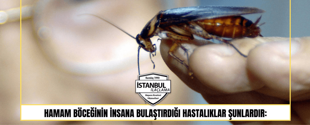 Hamam böceğinin insana bulaştırdığı hastalıklar