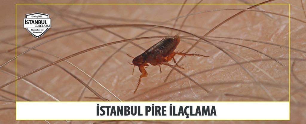 İstanbul Pire İlaçlama