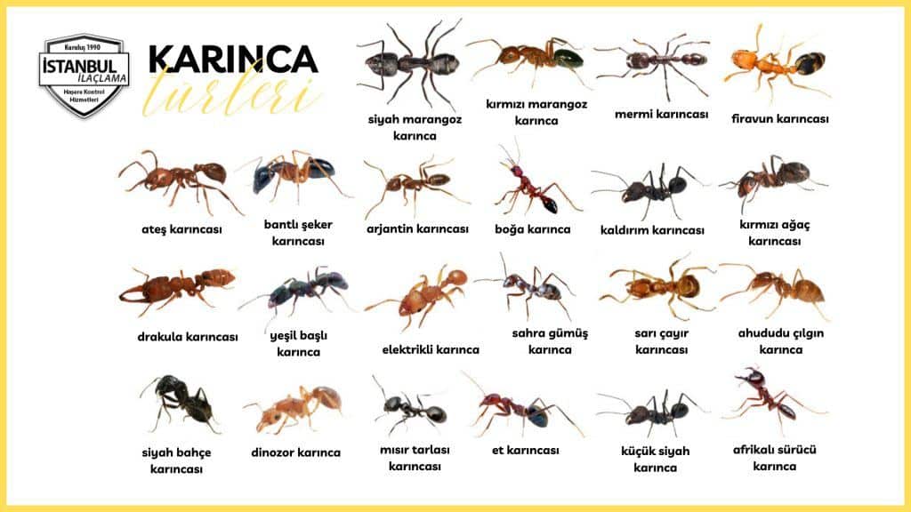 Karınca türleri