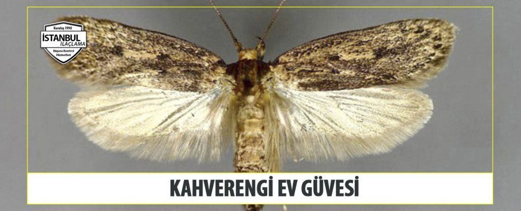 Kahverengi ev güvesi