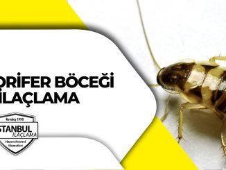 Kalorifer Böceği İlaçlama