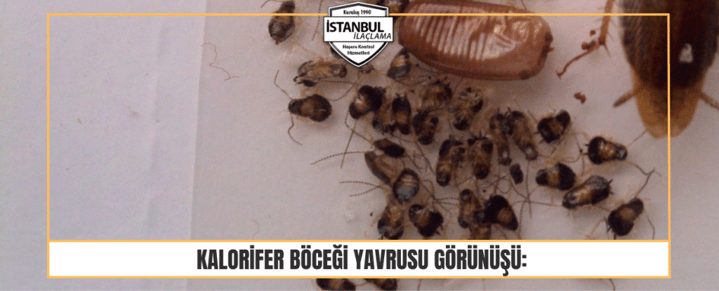 Kalorifer Böceği Yavrusu 