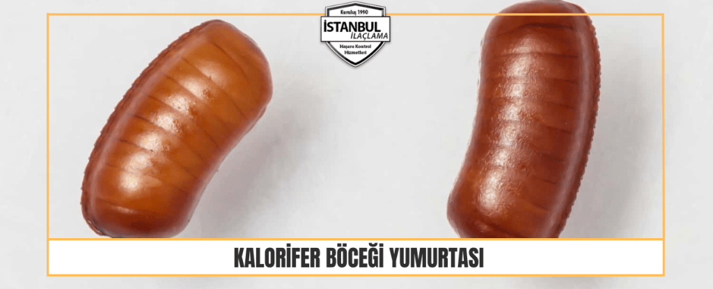 Kalorifer Böceği Yumurtası