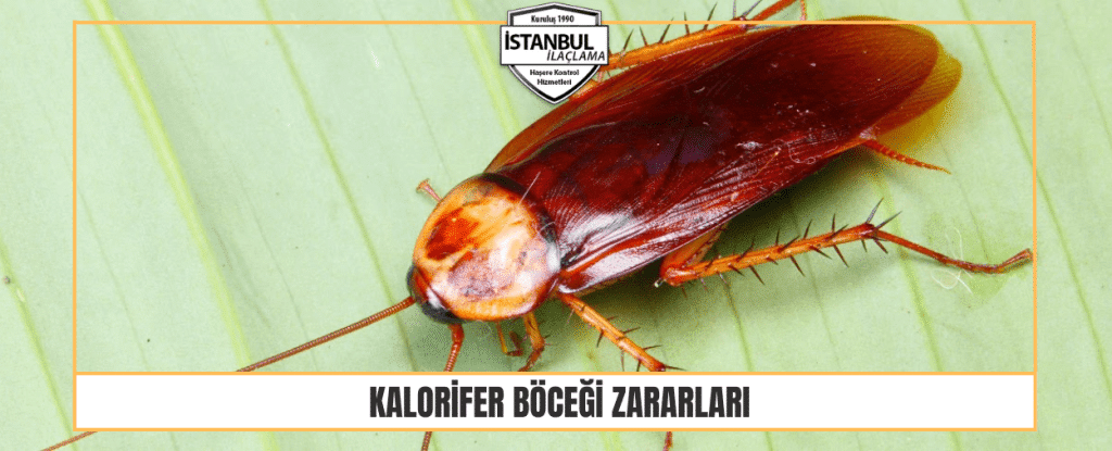 Kalorifer Böceği Zararları