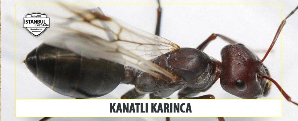Kanatlı Karınca