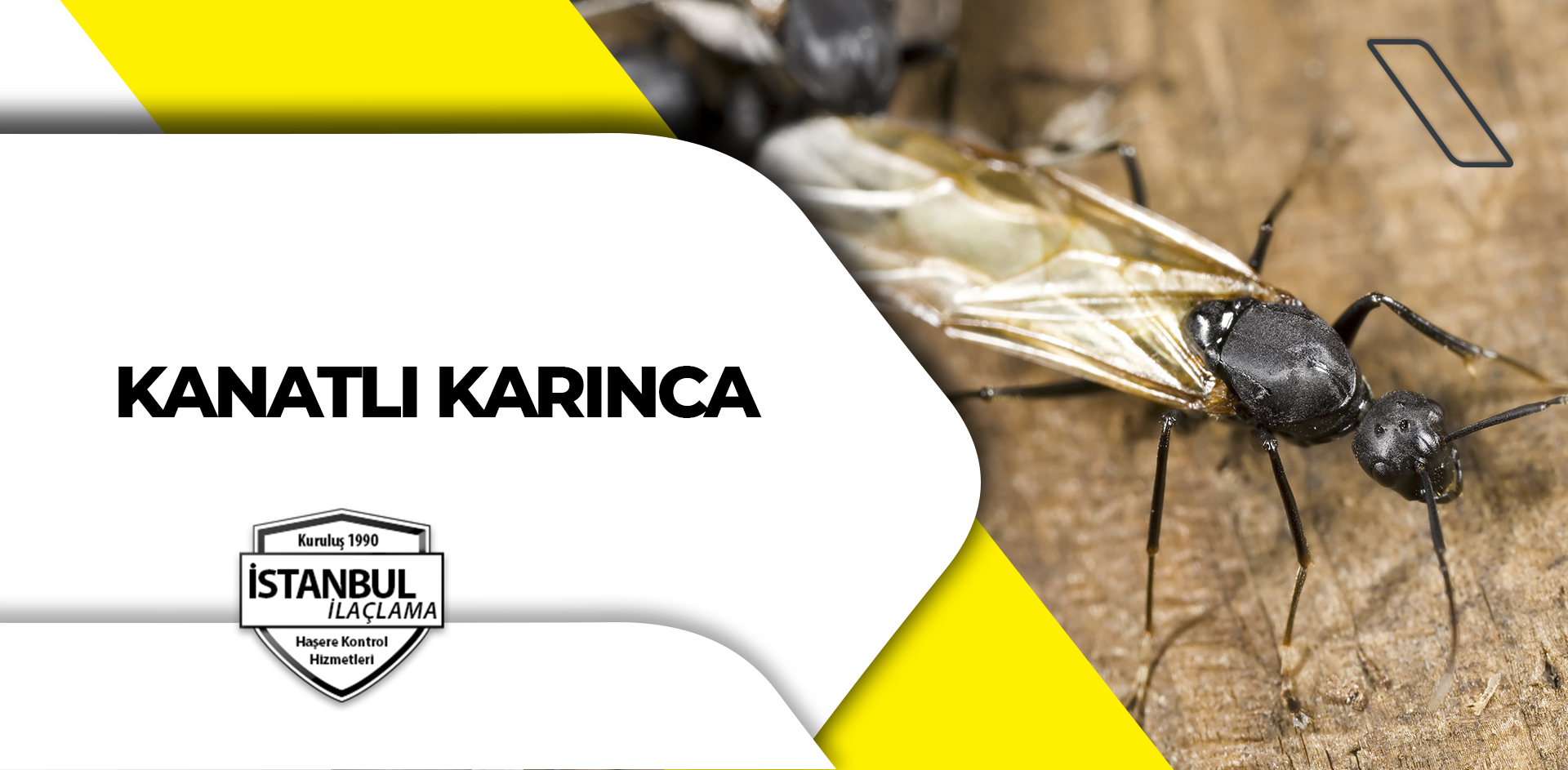 Kanatlı Karınca