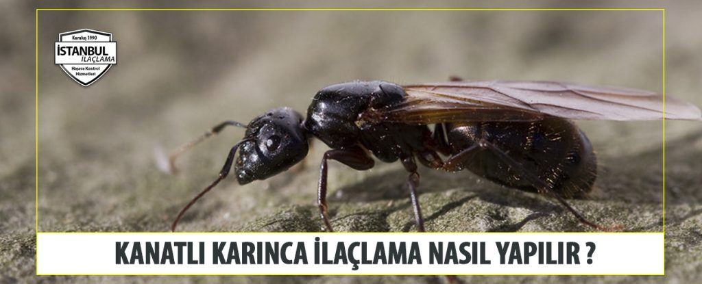 Kanatlı karınca ilaçlama nasıl yapılır