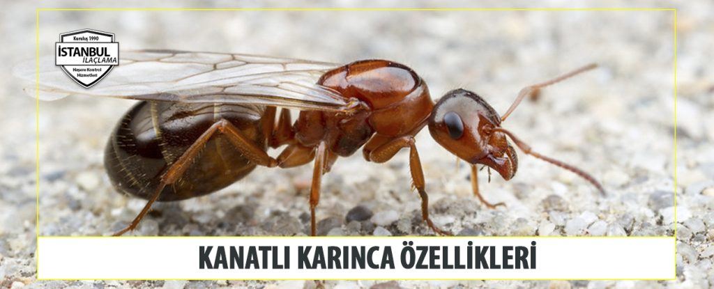 Kanatlı karınca özellikleri