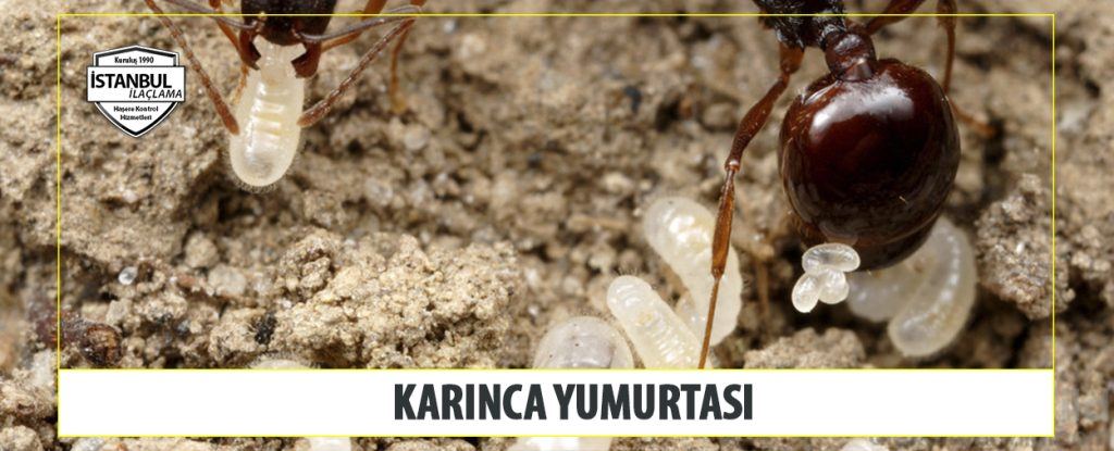 Karınca Yumurtası