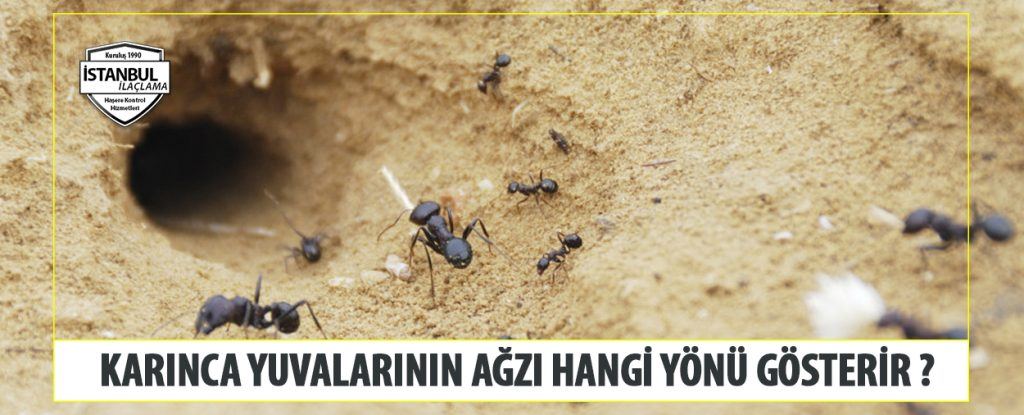 Karınca Yuvalarının Ağzı Hangi Yönü Gösterir