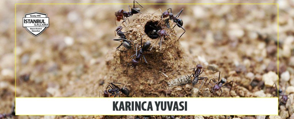 Karınca Yuvası