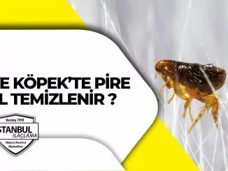 Kedi ve Köpekte Pire Nasıl Temizlenir