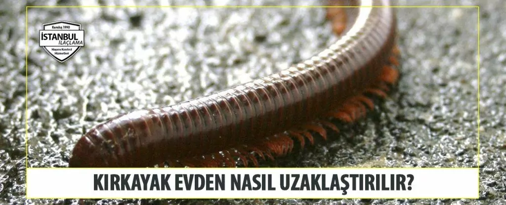 Kırkayak Evden Nasıl Uzaklaştırılır